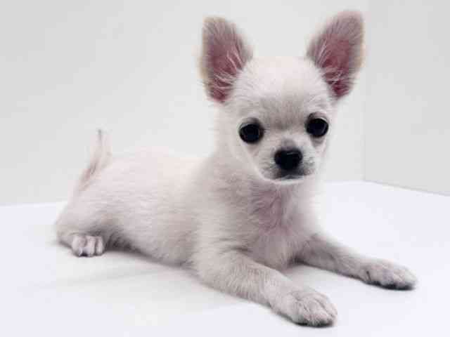 兵庫県のチワワ(ロング) (ひごペットフレンドリーブルメールHAT神戸店/2025年7月15日生まれ/男の子/クリーム)の子犬の3枚目の画像