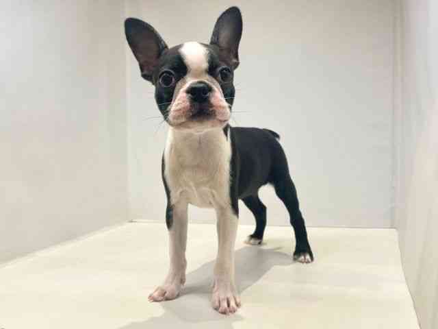 大阪府のボストンテリア (ひごペットフレンドリーセブンパーク天美店/2025年7月14日生まれ/女の子/ボストンカラー)の子犬の3枚目の画像