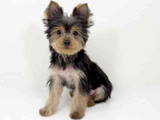 京都府のヨークシャーテリア (ひごペットフレンドリーイズミヤショッピングセンター八幡店/2025年7月14日生まれ/女の子/スチールブルータン)の子犬の3枚目の画像