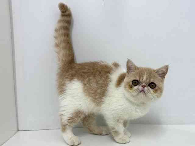 大阪府のエキゾチック (ひごペットフレンドリーベルファⅡ都島店/2025年7月15日生まれ/女の子/クリームタビーホワイト)の子猫の3枚目の画像