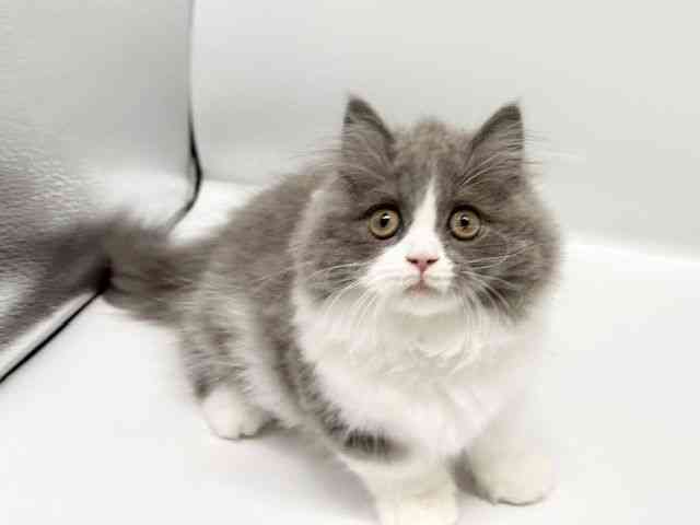 大阪府のマンチカン (ひごペットフレンドリーイオンタウン豊中庄内店/2025年7月17日生まれ/女の子/ブルータビーホワイト)の子猫の3枚目の画像