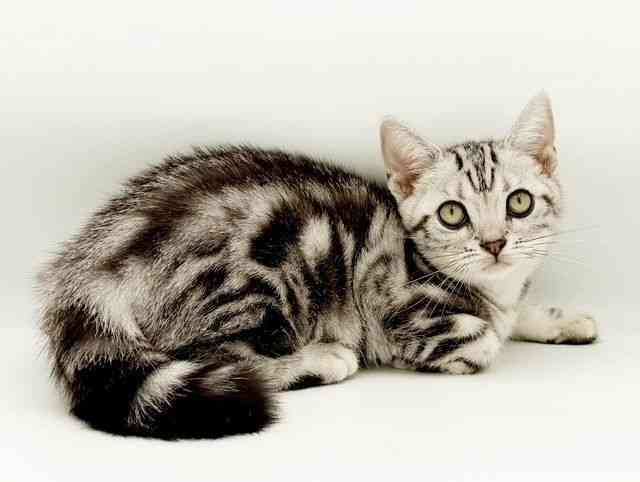 兵庫県のアメリカンショートヘアー (ひごペットフレンドリーコロワ甲子園店/2025年7月10日生まれ/女の子/シルバータビー)の子猫の3枚目の画像