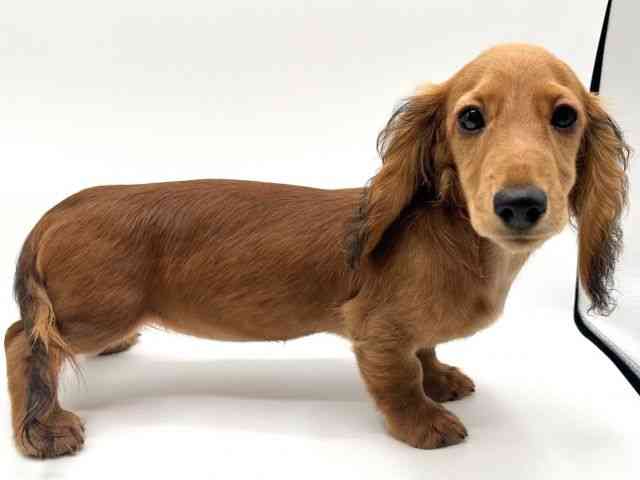 京都府のミニチュアダックスフンド(ロング) (ひごペットフレンドリーイオンモール高の原店/2025年7月14日生まれ/女の子/レッド)の子犬の3枚目の画像