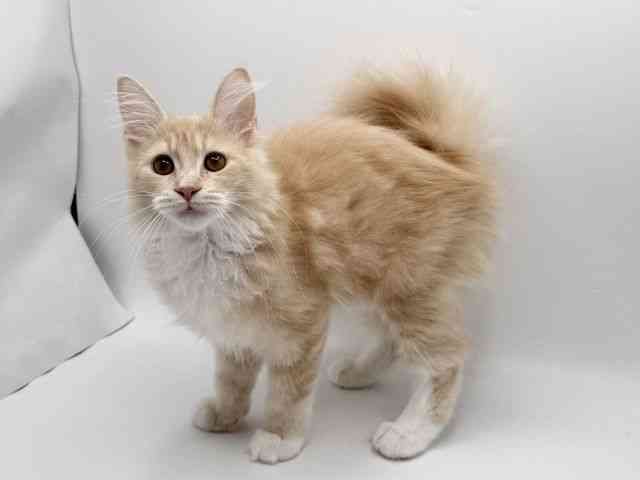 大阪府のメインクーン (ひごペットフレンドリーみのおキューズモール店/2025年7月15日生まれ/女の子/クリームタビーホワイト)の子猫の3枚目の画像