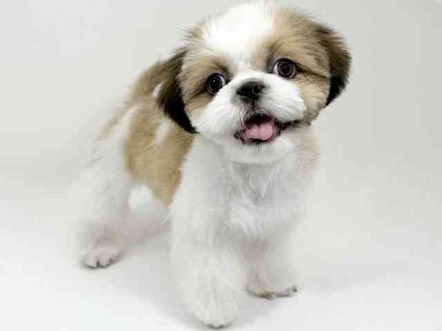 京都府のシーズー (ひごペットフレンドリーイズミヤショッピングセンター八幡店/2025年7月19日生まれ/男の子/ホワイトゴールド)の子犬の3枚目の画像