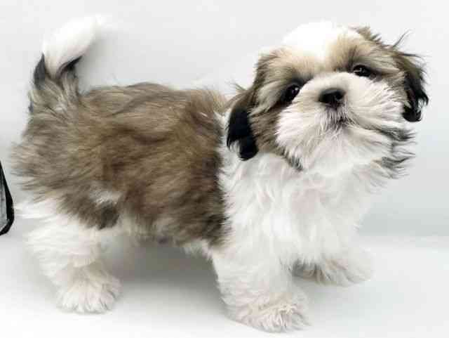 奈良県のシーズー (ひごペットフレンドリートナリエ大和高田店/2025年7月19日生まれ/男の子/ホワイトゴールド)の子犬の3枚目の画像