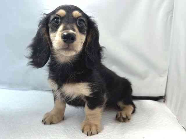 大阪府のミニチュアダックスフンド(ロング) (ひごペットフレンドリー堺プラットプラット店/2025年7月19日生まれ/男の子/ブラックイエロー)の子犬の3枚目の画像