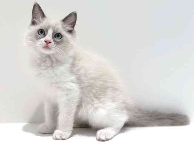 大阪府のラグドール (ひごペットフレンドリーイオン高槻店/2025年7月19日生まれ/男の子/ブルーポイントバイカラー)の子猫の3枚目の画像