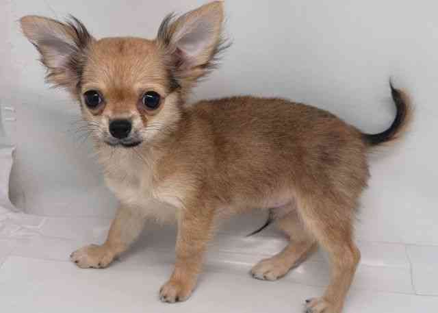 鳥取県のチワワ(ロング) (ひごペットフレンドリーイオンモール鳥取北店/2025年7月19日生まれ/男の子/フォーン)の子犬の3枚目の画像