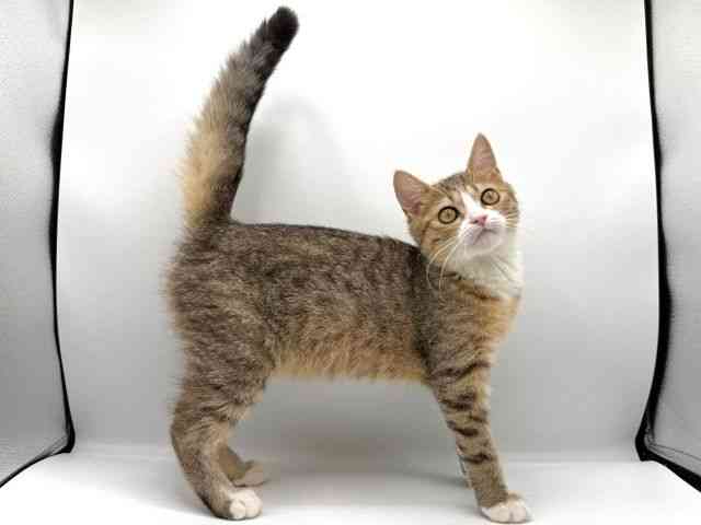 愛知県のミヌエット (ひごペットフレンドリープライムツリー赤池店/2025年7月13日生まれ/男の子/ブラウンタビー)の子猫の3枚目の画像