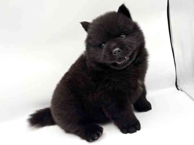 大阪府のチャウチャウ (ひごペットフレンドリーららぽーとEXPOCITY店/2025年7月19日生まれ/男の子/ブラック)の子犬の3枚目の画像