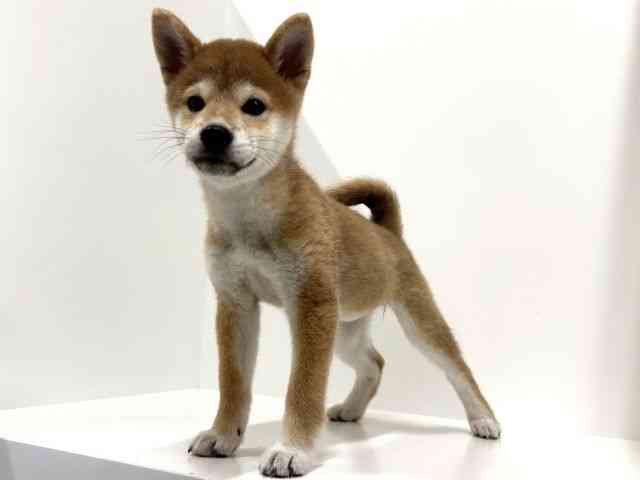 奈良県の柴犬(標準サイズ) (ひごペットフレンドリーイオンモール橿原ウエスト・ビレッジ店/2025年7月19日生まれ/女の子/赤)の子犬の3枚目の画像