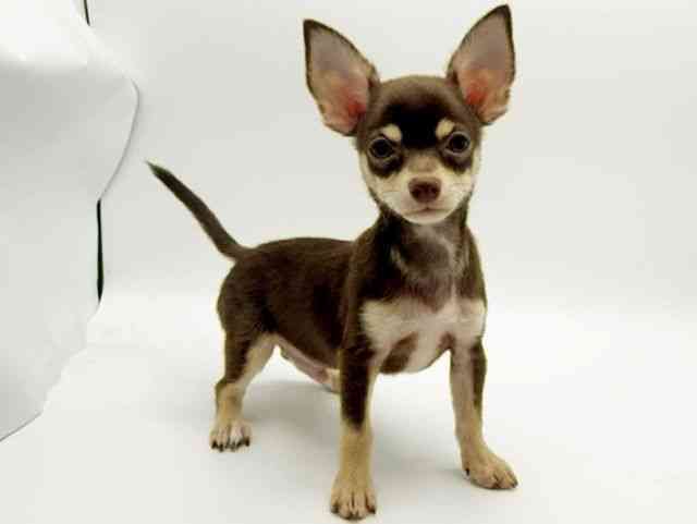 大阪府のチワワ(スムース) (ひごペットフレンドリーみのおキューズモール店/2025年7月18日生まれ/男の子/チョコレートタン)の子犬の3枚目の画像