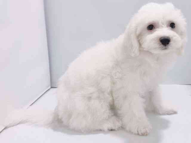 大阪府のビションフリーゼ (ひごペットフレンドリーイズミヤショッピングセンター千里丘店/2025年7月19日生まれ/男の子/ホワイト)の子犬の3枚目の画像