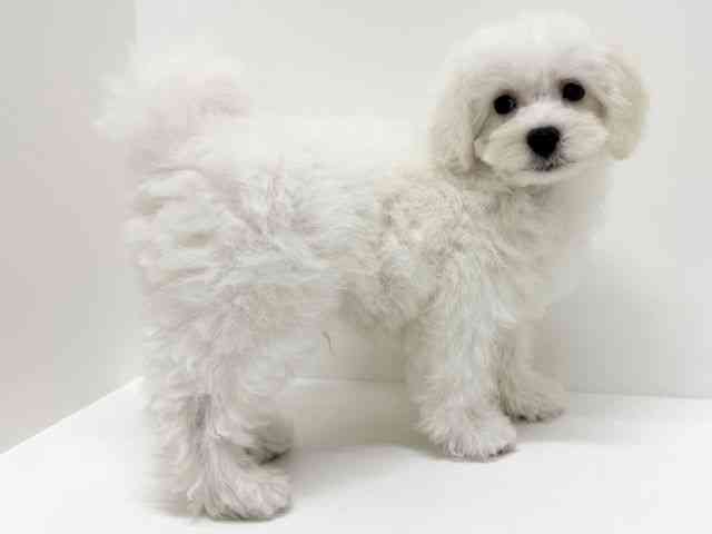 大阪府のビションフリーゼ (ひごペットフレンドリーイズミヤショッピングセンター千里丘店/2025年7月19日生まれ/男の子/ホワイト)の子犬の3枚目の画像