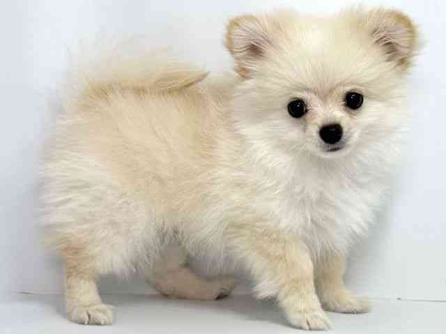 大阪府のポメチワ/チワポメ/ポメチー(ポメラニアン×チワワ) (ひごペットフレンドリーイオンそよら海老江店/2025年7月19日生まれ/男の子/クリーム)の子犬の3枚目の画像