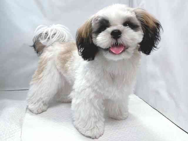 大阪府のシーズー (ひごペットフレンドリー堺プラットプラット店/2025年7月19日生まれ/男の子/ゴールドホワイト)の子犬の3枚目の画像