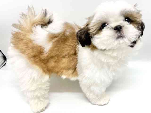 大阪府のシーズー (ひごペットフレンドリーイオンタウン豊中庄内店/2025年7月19日生まれ/女の子/ゴールドホワイト)の子犬の3枚目の画像