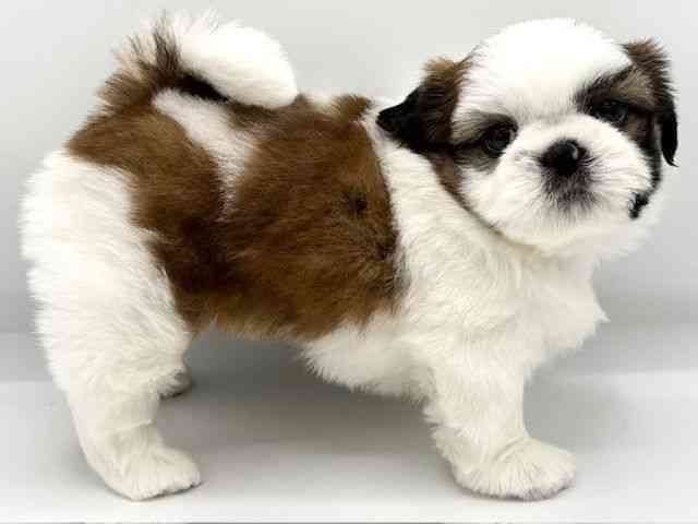 大阪府のシーズー (ひごペットフレンドリーイオンタウン豊中庄内店/2025年7月19日生まれ/女の子/ゴールドホワイト)の子犬の3枚目の画像