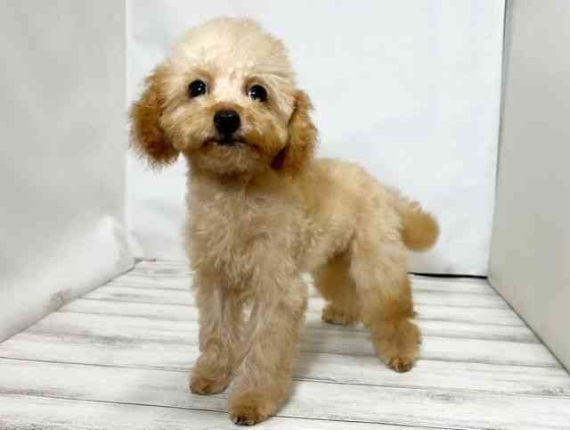 和歌山県のトイプードル(トイ) (ひごペットフレンドリーパームシティ和歌山店/2025年7月20日生まれ/男の子/レッド)の子犬の3枚目の画像