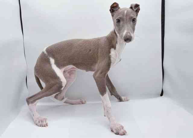 島根県のイタリアングレーハウンド (ひごペットフレンドリーイオン松江ショッピングセンター店/2025年7月16日生まれ/男の子/ブルーホワイト)の子犬の3枚目の画像
