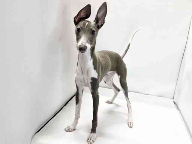 愛媛県のイタリアングレーハウンド (ひごペットフレンドリーイオンモール今治新都市店/2025年7月16日生まれ/男の子/ブルーホワイト)の子犬の3枚目の画像