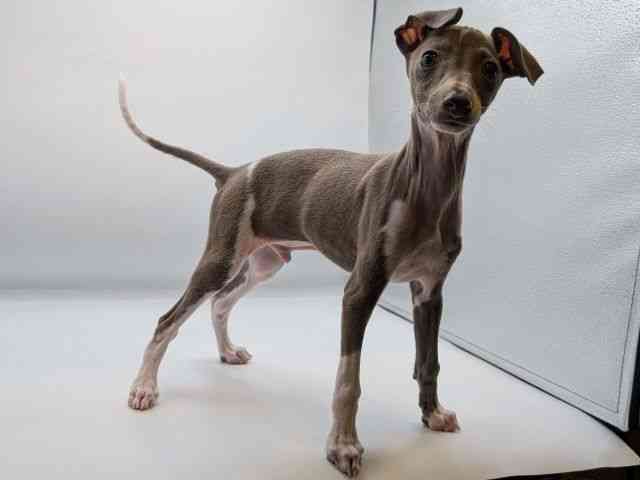 香川県のイタリアングレーハウンド (ひごペットフレンドリーゆめタウン高松店/2025年7月16日生まれ/男の子/ブルーホワイト)の子犬の3枚目の画像