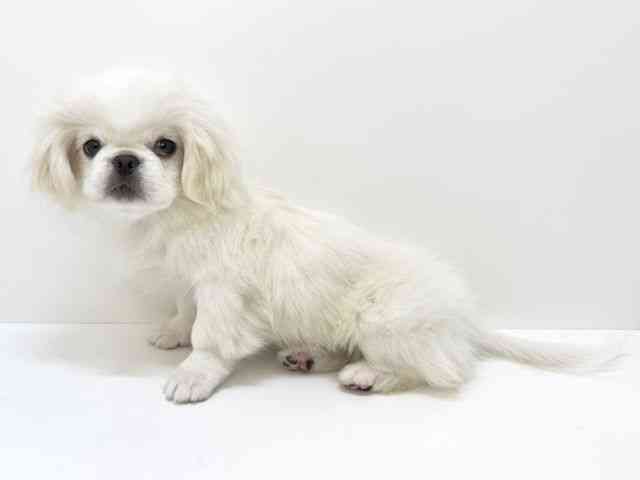 大阪府のペキニーズ (ひごペットフレンドリーいこらもーる泉佐野店/2025年7月18日生まれ/女の子/ホワイト)の子犬の3枚目の画像