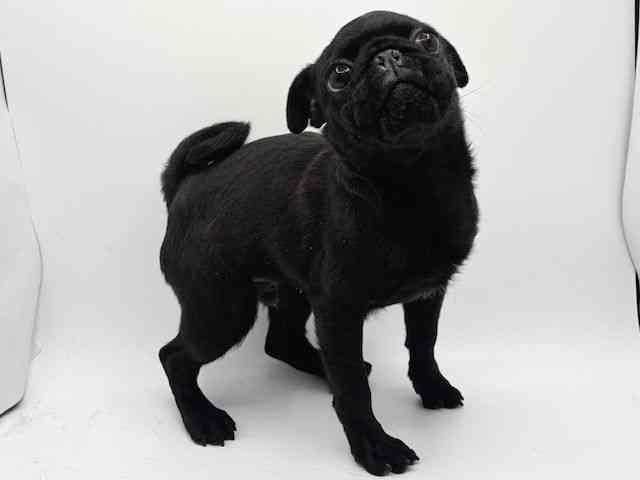 大阪府のパグ (ひごペットフレンドリーみのおキューズモール店/2025年7月16日生まれ/男の子/ブラック)の子犬の3枚目の画像