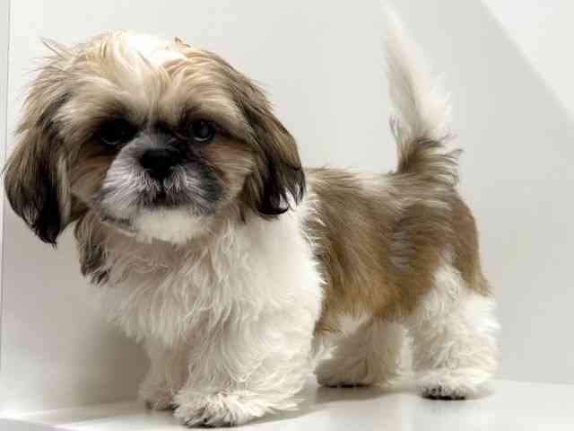 奈良県のシーズー (ひごペットフレンドリーイオンモール橿原ウエスト・ビレッジ店/2025年7月19日生まれ/男の子/ゴールドホワイト)の子犬の3枚目の画像