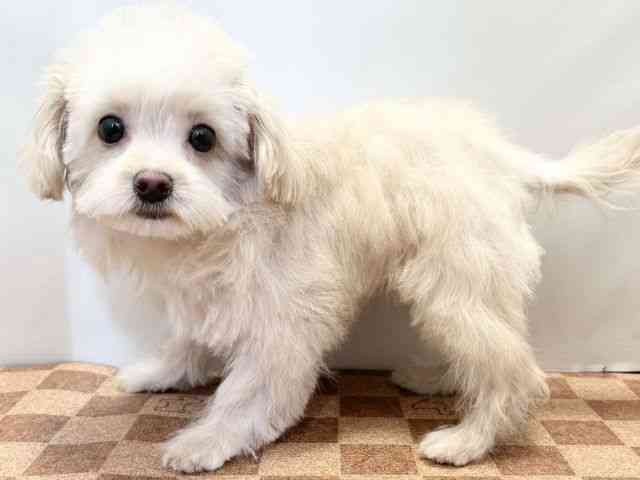 愛媛県のハーフ犬・ミックス犬 (ひごペットフレンドリーエミフルMASAKI店/2025年7月18日生まれ/男の子/クリーム)の子犬の3枚目の画像