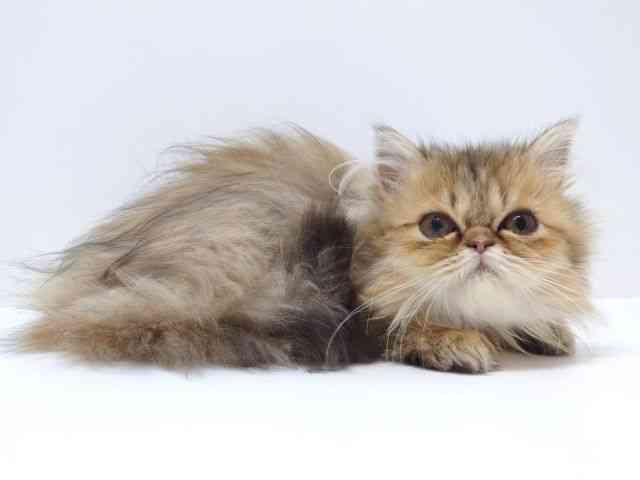 大阪府のエキゾチック (ひごペットフレンドリーいこらもーる泉佐野店/2025年7月16日生まれ/女の子/チンチラゴールデン)の子猫の3枚目の画像