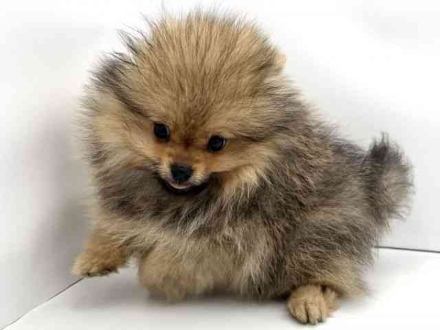 兵庫県のポメラニアン (ひごペットフレンドリークラウンパーク伊丹店/2025年7月18日生まれ/男の子/オレンジ)の子犬の3枚目の画像