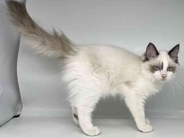 徳島県のラグドール (ひごペットフレンドリーゆめタウン徳島店/2025年7月15日生まれ/女の子/シールポイントバイカラー)の子猫の3枚目の画像