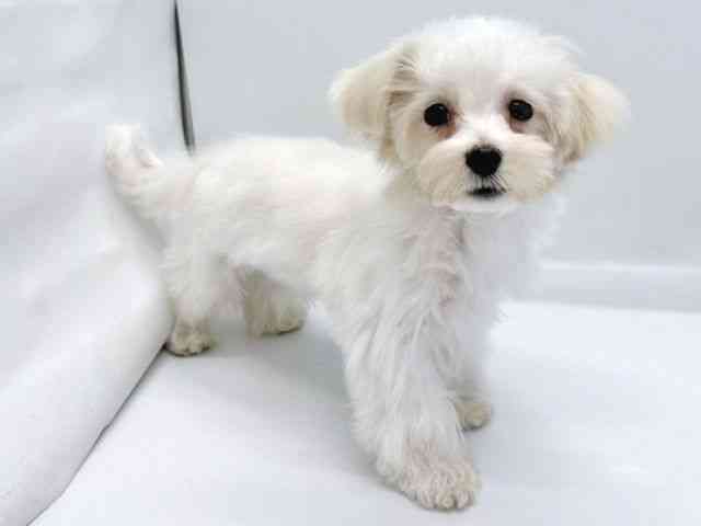 京都府のマルプー(マルチーズ×プードル) (ひごペットフレンドリー京都店/2025年7月18日生まれ/男の子/ホワイトクリーム)の子犬の3枚目の画像