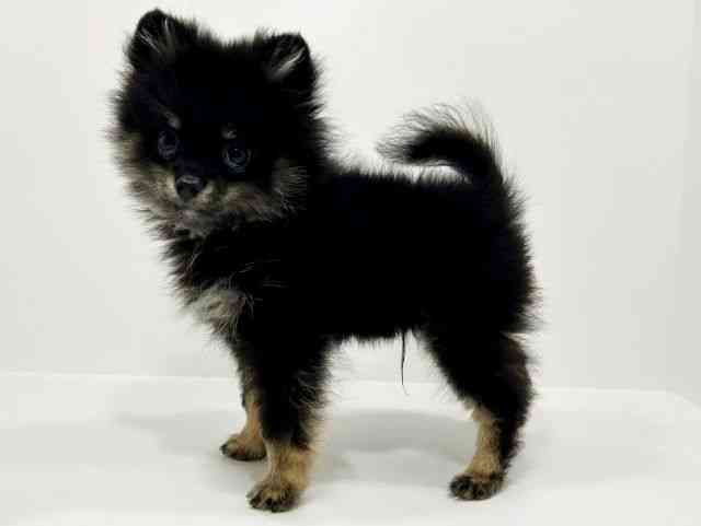 兵庫県のポメチワ/チワポメ/ポメチー(ポメラニアン×チワワ) (ひごペットフレンドリークラウンパーク伊丹店/2025年7月18日生まれ/男の子/ブラックタン)の子犬の3枚目の画像