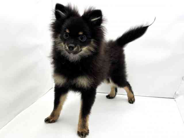 兵庫県のポメチワ/チワポメ/ポメチー(ポメラニアン×チワワ) (ひごペットフレンドリークラウンパーク伊丹店/2025年7月18日生まれ/男の子/ブラックタン)の子犬の3枚目の画像