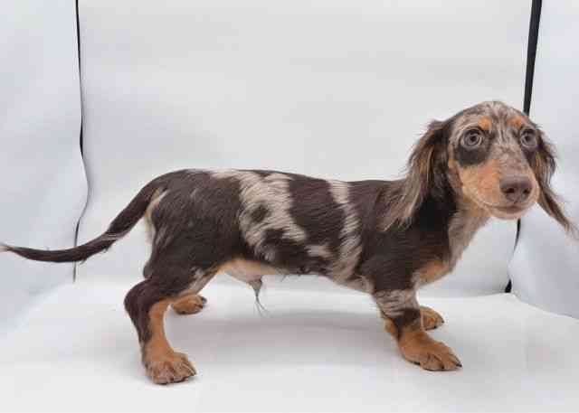 島根県のミニチュアダックスフンド(ロング) (ひごペットフレンドリーイオン松江ショッピングセンター店/2025年7月18日生まれ/男の子/チョコレートダップル)の子犬の3枚目の画像