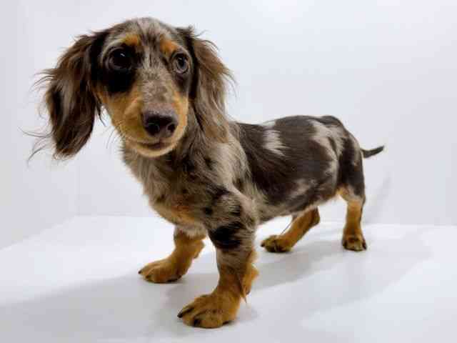 広島県のミニチュアダックスフンド(ロング) (ひごペットフレンドリーフジグラン神辺店/2025年7月18日生まれ/男の子/チョコレートダップル)の子犬の3枚目の画像