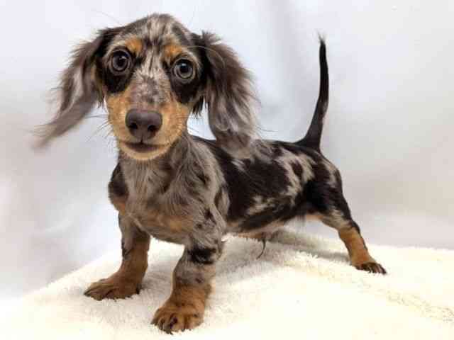 広島県のミニチュアダックスフンド(ロング) (ひごペットフレンドリーゆめタウン廿日市店/2025年7月18日生まれ/男の子/チョコレートダップル)の子犬の3枚目の画像