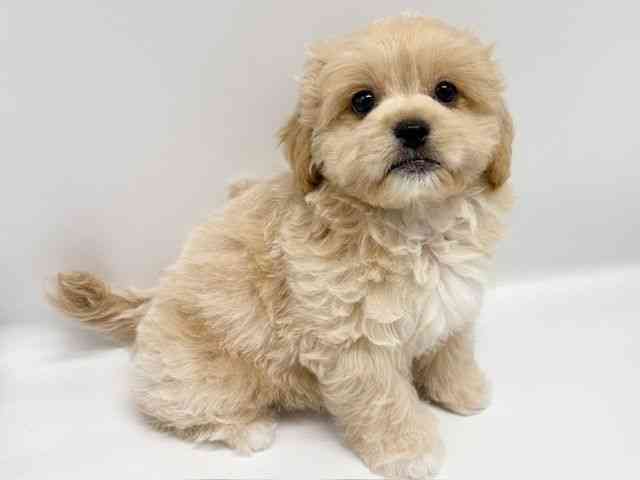 大阪府のハーフ犬・ミックス犬 (ひごペットフレンドリーイオンタウン豊中庄内店/2025年7月19日生まれ/男の子/クリーム)の子犬の3枚目の画像