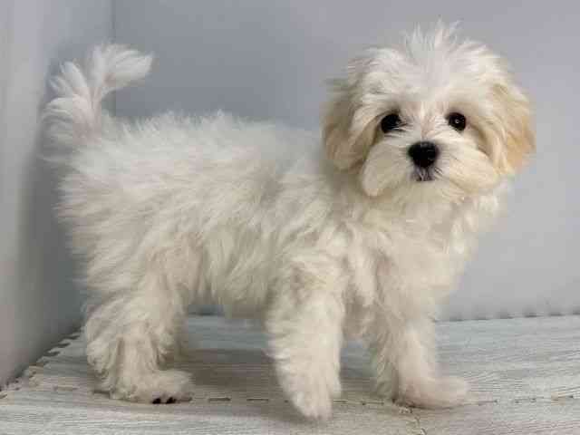 島根県のハーフ犬・ミックス犬 (ひごペットフレンドリーイオンモール出雲店/2025年7月17日生まれ/女の子/ホワイト)の子犬の3枚目の画像