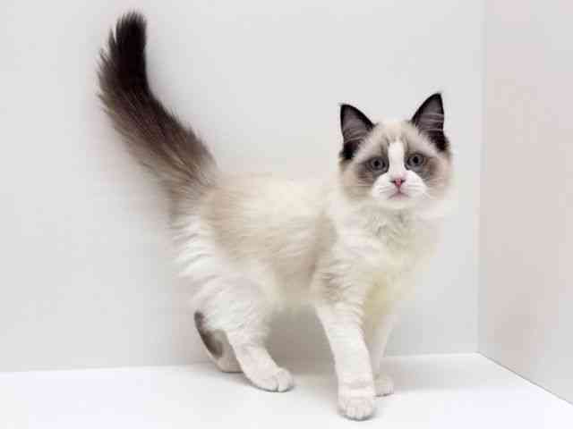 兵庫県のラグドール (ひごペットフレンドリーブルメールHAT神戸店/2025年7月15日生まれ/女の子/シールポイントバイカラー)の子猫の3枚目の画像