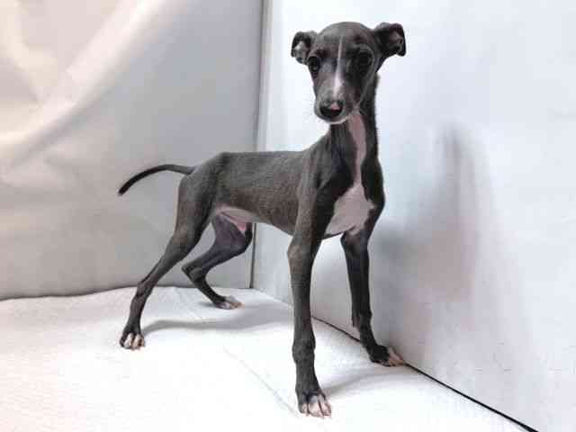 大阪府のイタリアングレーハウンド (ひごペットフレンドリー堺プラットプラット店/2025年7月16日生まれ/男の子/ブルーホワイト)の子犬の3枚目の画像