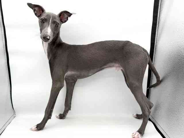 大阪府のイタリアングレーハウンド (ひごペットフレンドリーイオンそよら海老江店/2025年7月16日生まれ/男の子/ブルーホワイト)の子犬の3枚目の画像