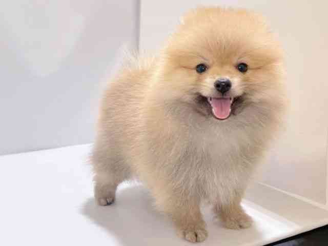 兵庫県のポメラニアン (ひごペットフレンドリーコロワ甲子園店/2025年7月13日生まれ/男の子/オレンジ)の子犬の3枚目の画像