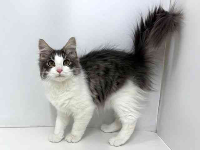 大阪府のノルウェージャンフォレストキャット (ひごペットフレンドリーベルファⅡ都島店/2025年7月18日生まれ/男の子/ブルータビーホワイト)の子猫の3枚目の画像
