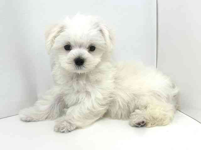 大阪府のマルチーズ (ひごペットフレンドリーベルファⅡ都島店/2025年7月19日生まれ/男の子/ホワイト)の子犬の3枚目の画像