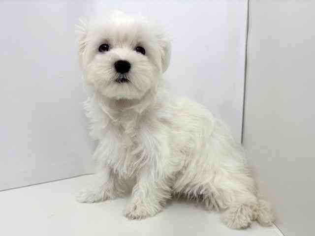 大阪府のマルチーズ (ひごペットフレンドリーベルファⅡ都島店/2025年7月19日生まれ/男の子/ホワイト)の子犬の3枚目の画像