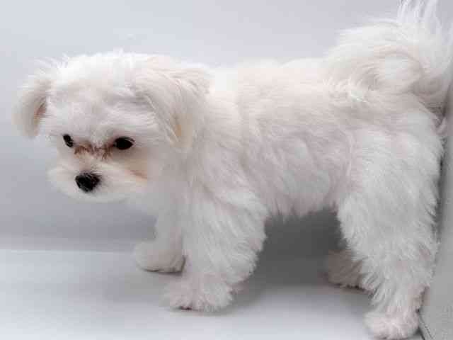 香川県のマルズー/マルシーズ(マルチーズ×シーズー) (ひごペットフレンドリーゆめタウン高松店/2025年7月20日生まれ/男の子/パーティーカラー)の子犬の3枚目の画像